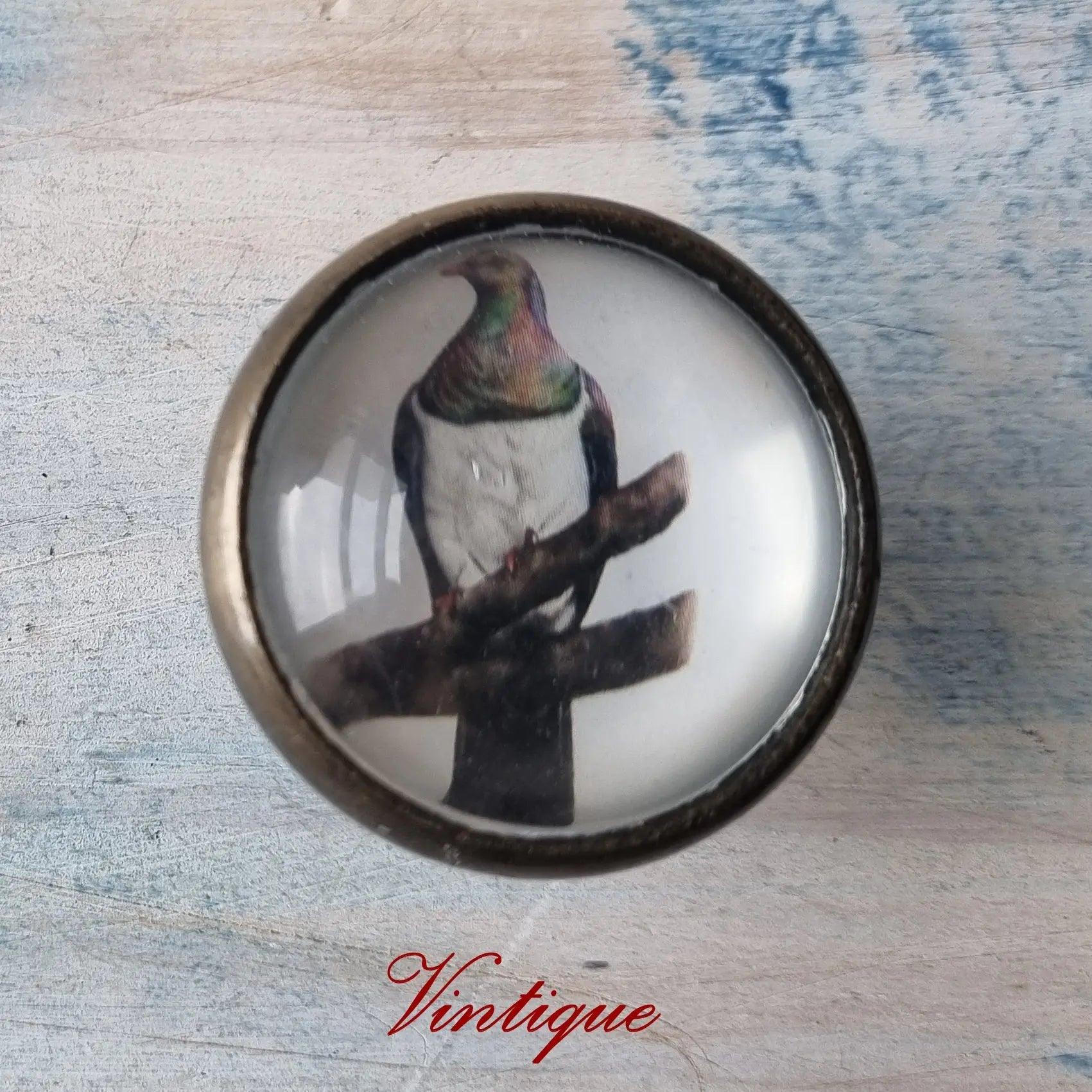 Olivia Bezett's Kereru Native Bird antique Gold furniture Knob-38mm dia-Vintique Concepts