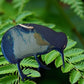 Animal Art - Wee Kiwi Bird Metal Art Coated In Pourable Epoxy 98x 80mm