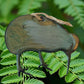 Animal Art - Wee Kiwi Bird Metal Art Coated In Pourable Epoxy 98x 80mm